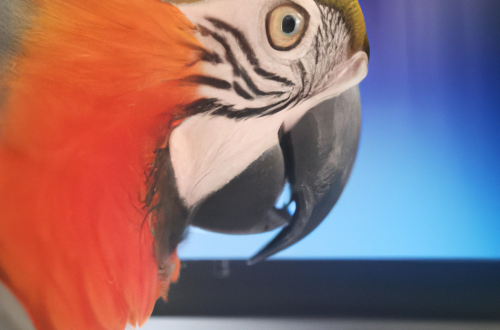 Een foto van een papagaai die achter de laptop werkt.